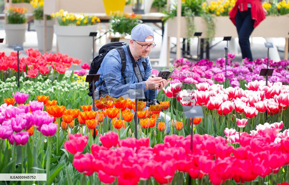 NETHERLANDS-LISSE-TULIPS