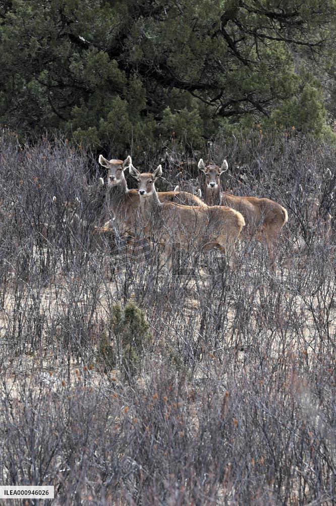 CHINA-QINGHAI-SANJIANGYUAN NATIONAL PARK-WHITE-LIPPED DEER (CN)
