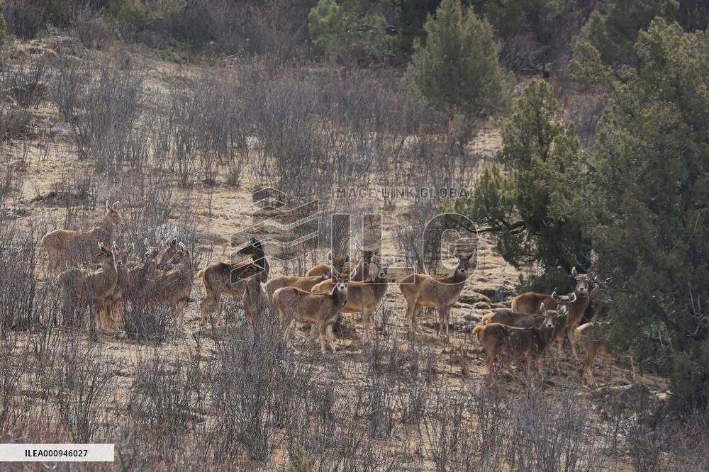 CHINA-QINGHAI-SANJIANGYUAN NATIONAL PARK-WHITE-LIPPED DEER (CN)