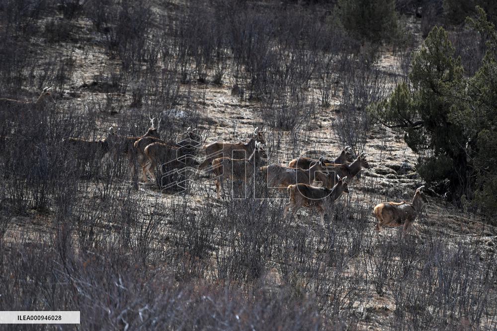 CHINA-QINGHAI-SANJIANGYUAN NATIONAL PARK-WHITE-LIPPED DEER (CN)