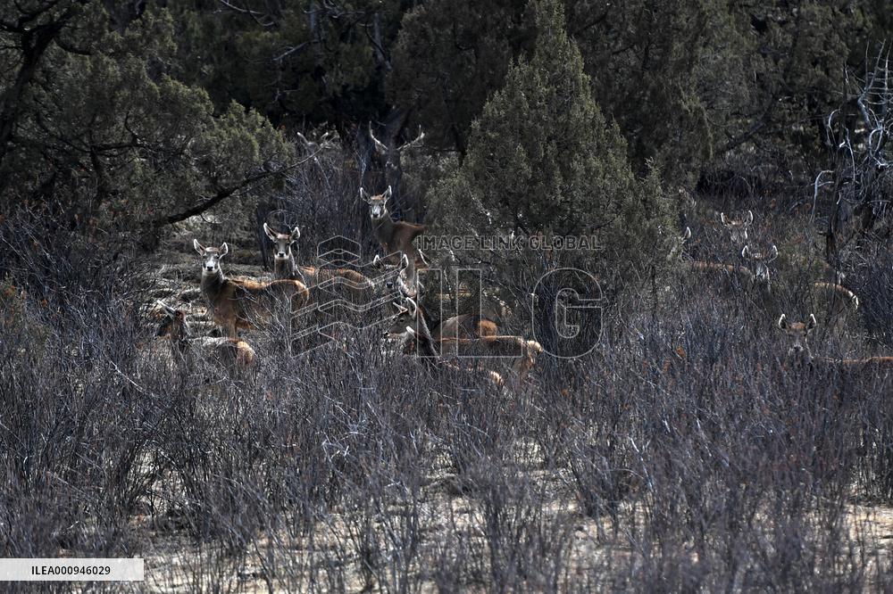 CHINA-QINGHAI-SANJIANGYUAN NATIONAL PARK-WHITE-LIPPED DEER (CN)