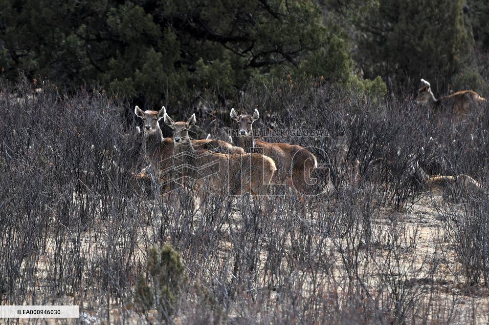 CHINA-QINGHAI-SANJIANGYUAN NATIONAL PARK-WHITE-LIPPED DEER (CN)