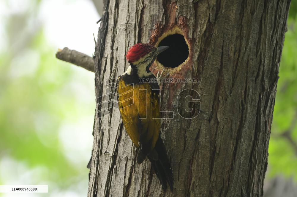 INDIA-ASSAM-GUWAHATI-BIRDS