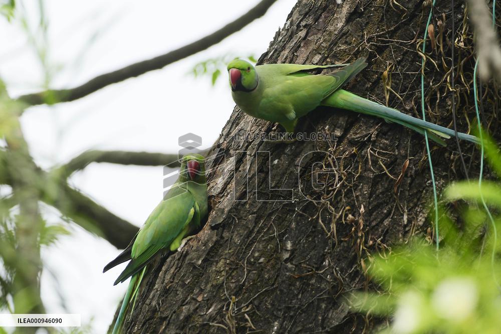 INDIA-ASSAM-GUWAHATI-BIRDS