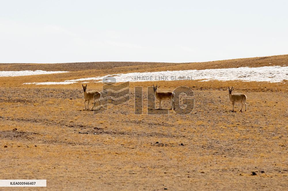 (InTibet) CHINA-TIBET-NAGQU-WILD ANIMAL (CN)