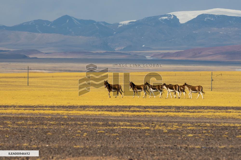(InTibet) CHINA-TIBET-NAGQU-WILD ANIMAL (CN)