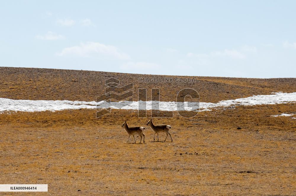 (InTibet) CHINA-TIBET-NAGQU-WILD ANIMAL (CN)