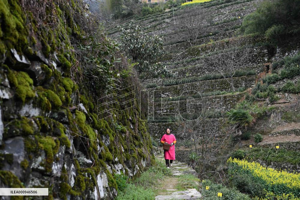 CHINA-ANHUI-SHEXIAN-TEA GARDEN-RURAL VITALIZATION (CN)