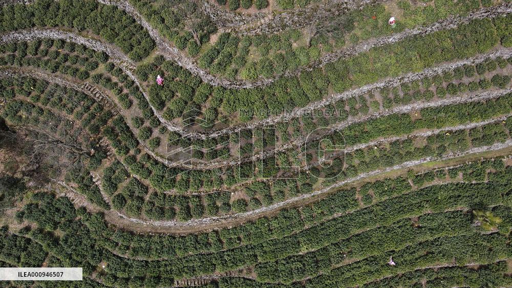 CHINA-ANHUI-SHEXIAN-TEA GARDEN-RURAL VITALIZATION (CN)