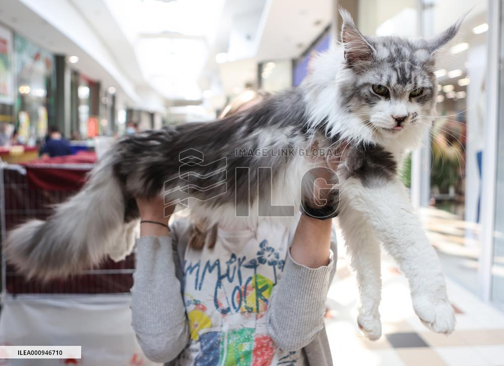 CROATIA-ZAGREB-WEEKEND CAT SHOW