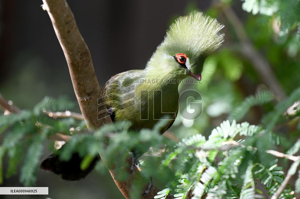 KUWAIT-WAFRA-FARMS-BIRDS