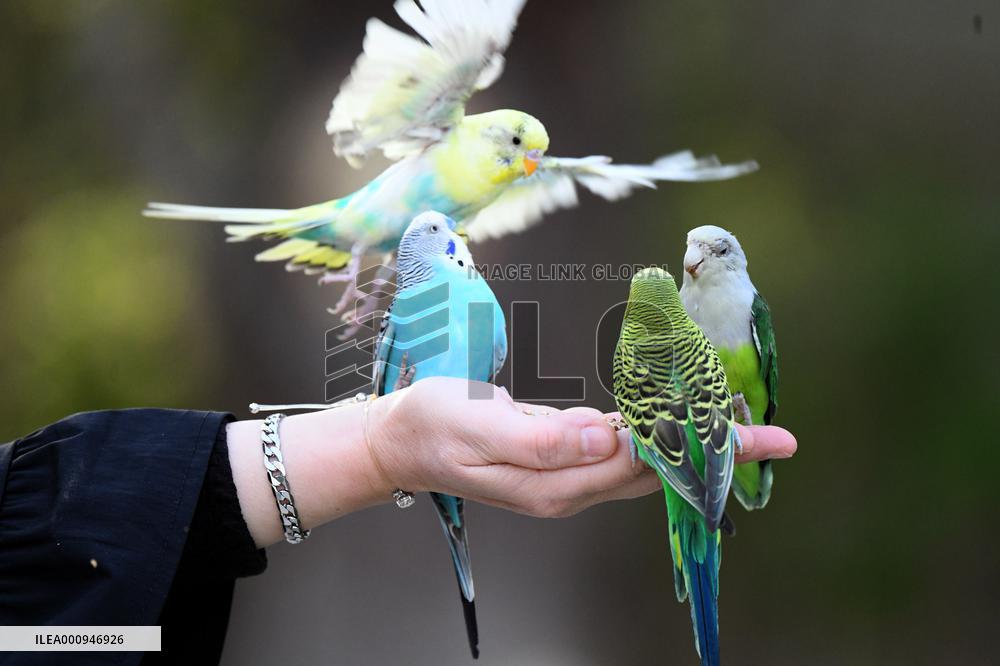 KUWAIT-WAFRA-FARMS-BIRDS