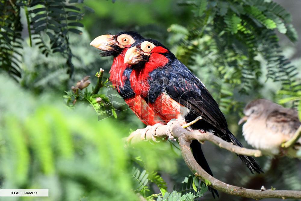 KUWAIT-WAFRA-FARMS-BIRDS