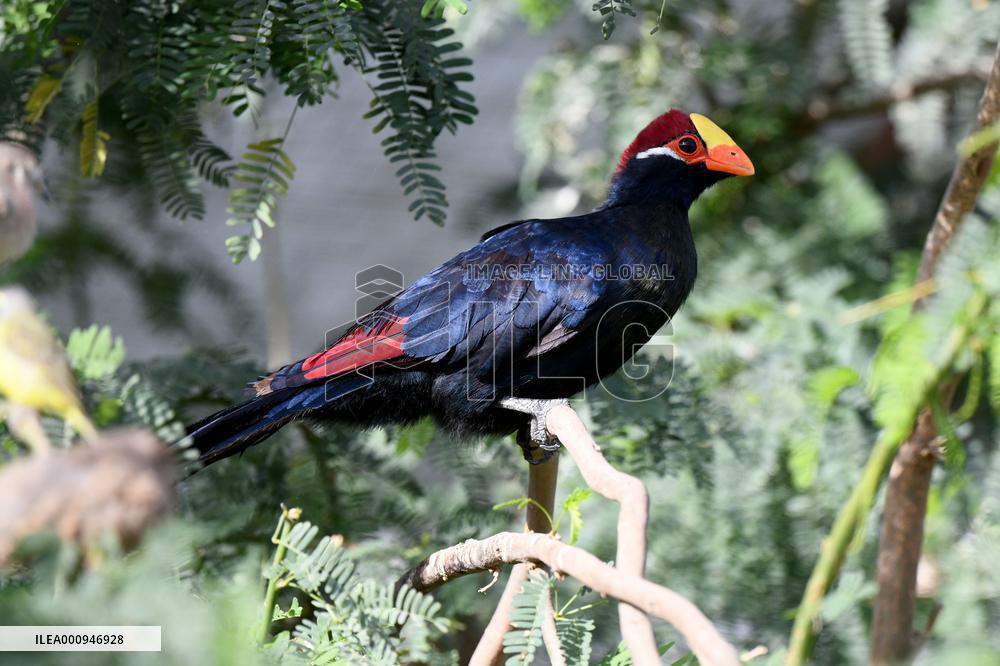 KUWAIT-WAFRA-FARMS-BIRDS