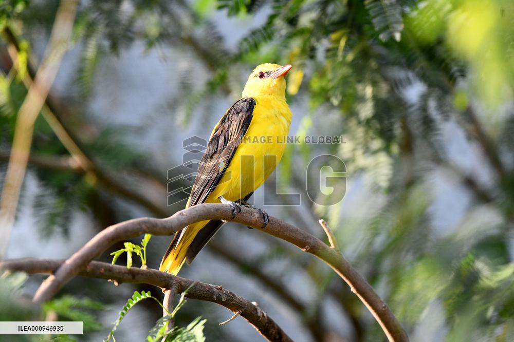 KUWAIT-WAFRA-FARMS-BIRDS