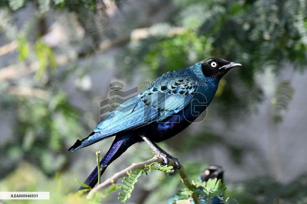 KUWAIT-WAFRA-FARMS-BIRDS