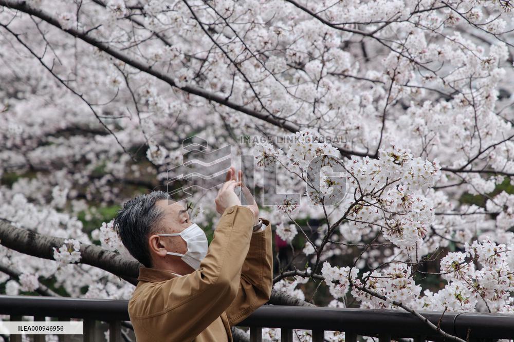 JAPAN-TOKYO-CHERRY-BLOSSOM