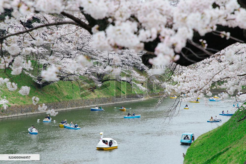 JAPAN-TOKYO-CHERRY-BLOSSOM