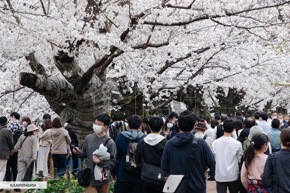 JAPAN-TOKYO-CHERRY-BLOSSOM