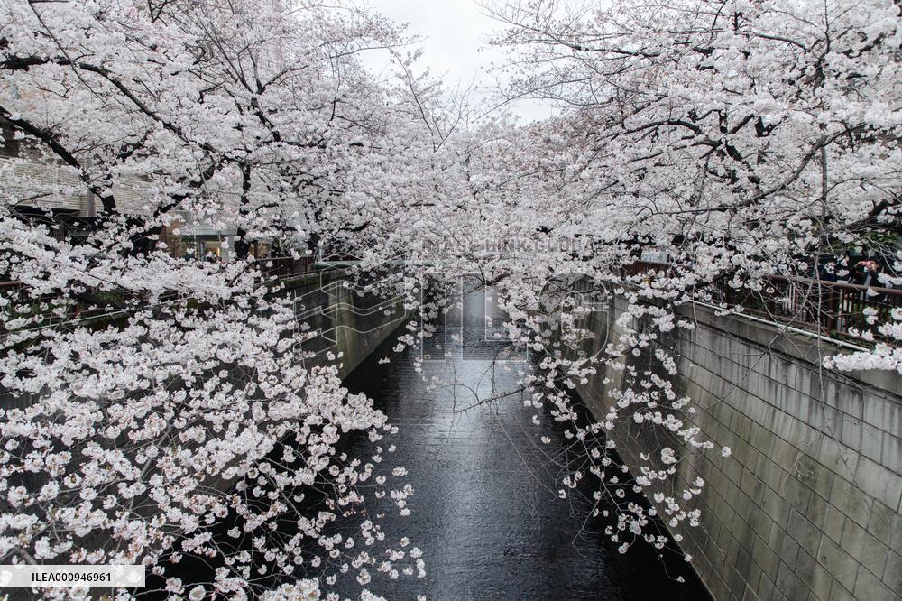 JAPAN-TOKYO-CHERRY-BLOSSOM
