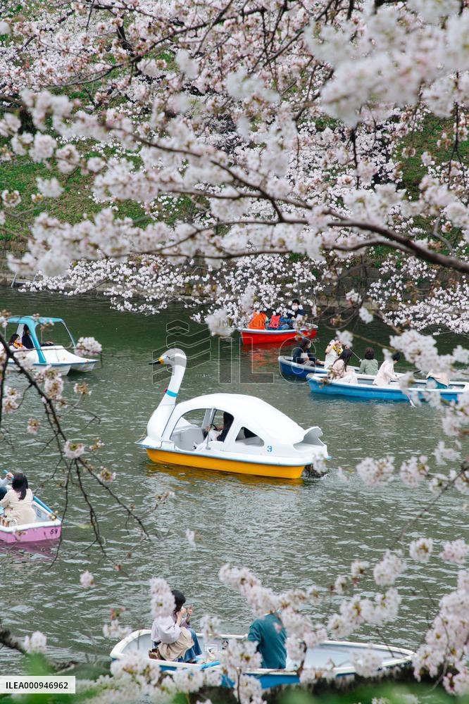 JAPAN-TOKYO-CHERRY-BLOSSOM