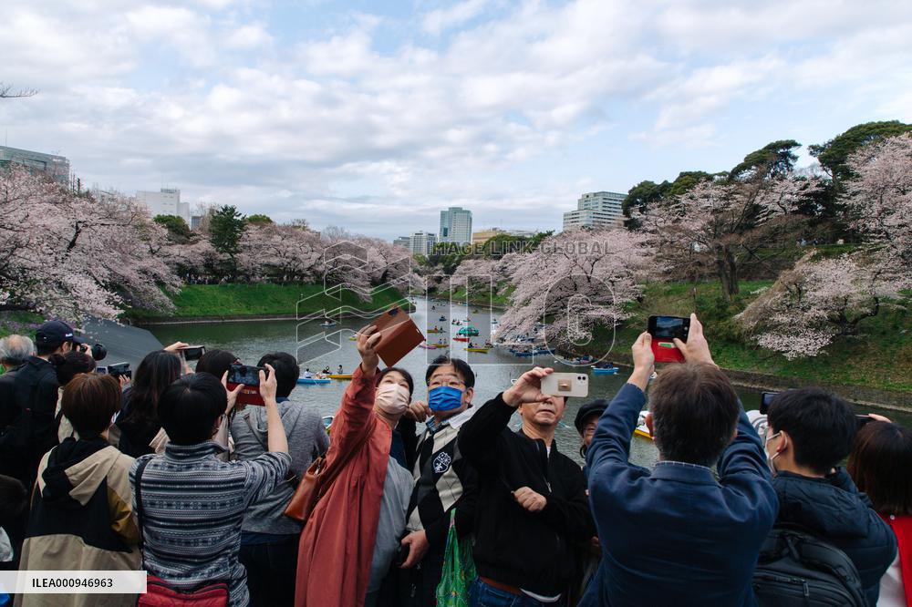 JAPAN-TOKYO-CHERRY-BLOSSOM