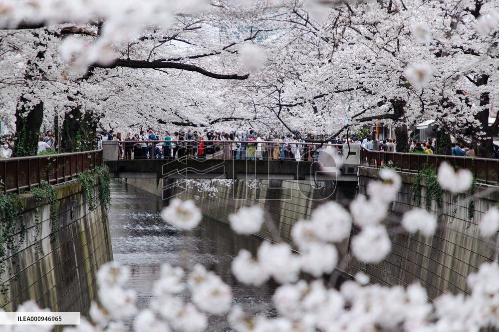 JAPAN-TOKYO-CHERRY-BLOSSOM