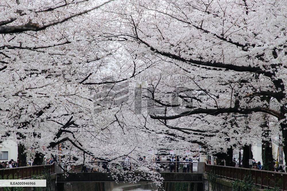 JAPAN-TOKYO-CHERRY-BLOSSOM