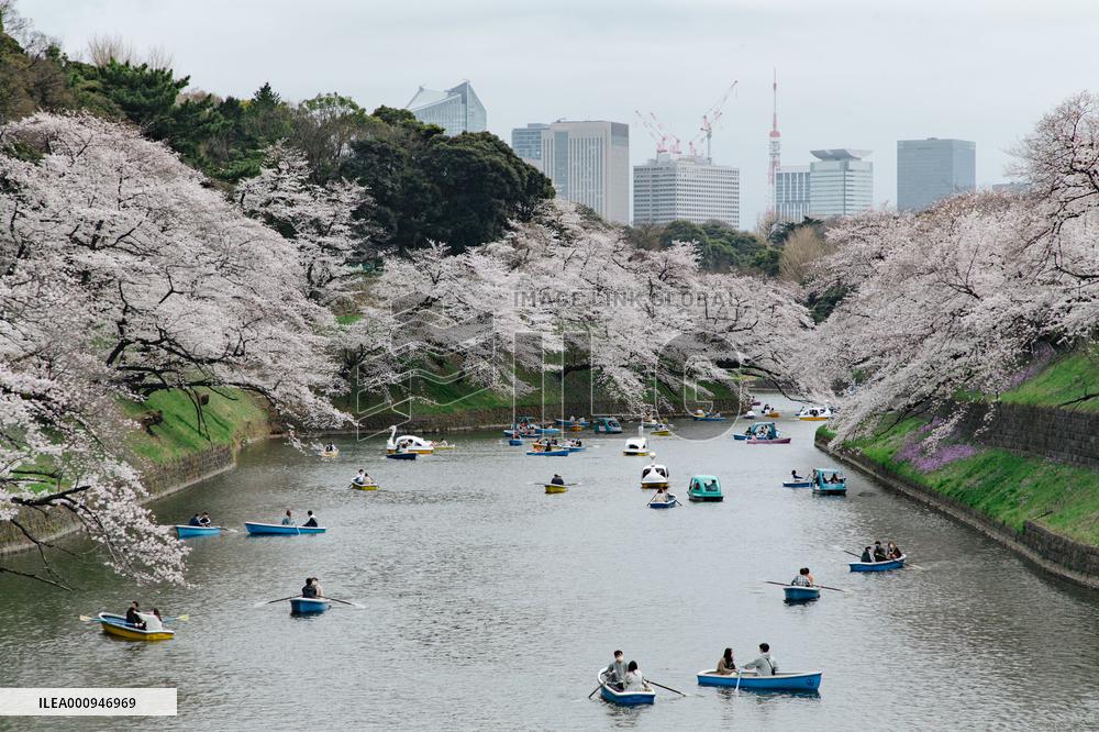 JAPAN-TOKYO-CHERRY-BLOSSOM