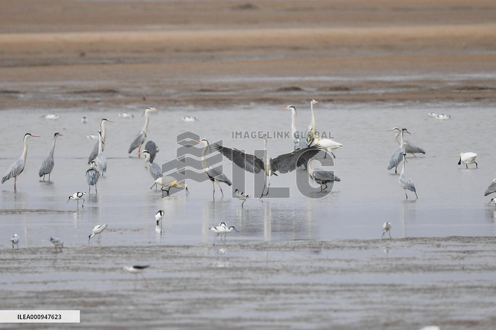 CHINA-INNER MONGOLIA-HOHHOT-MIGRANT BIRDS (CN)