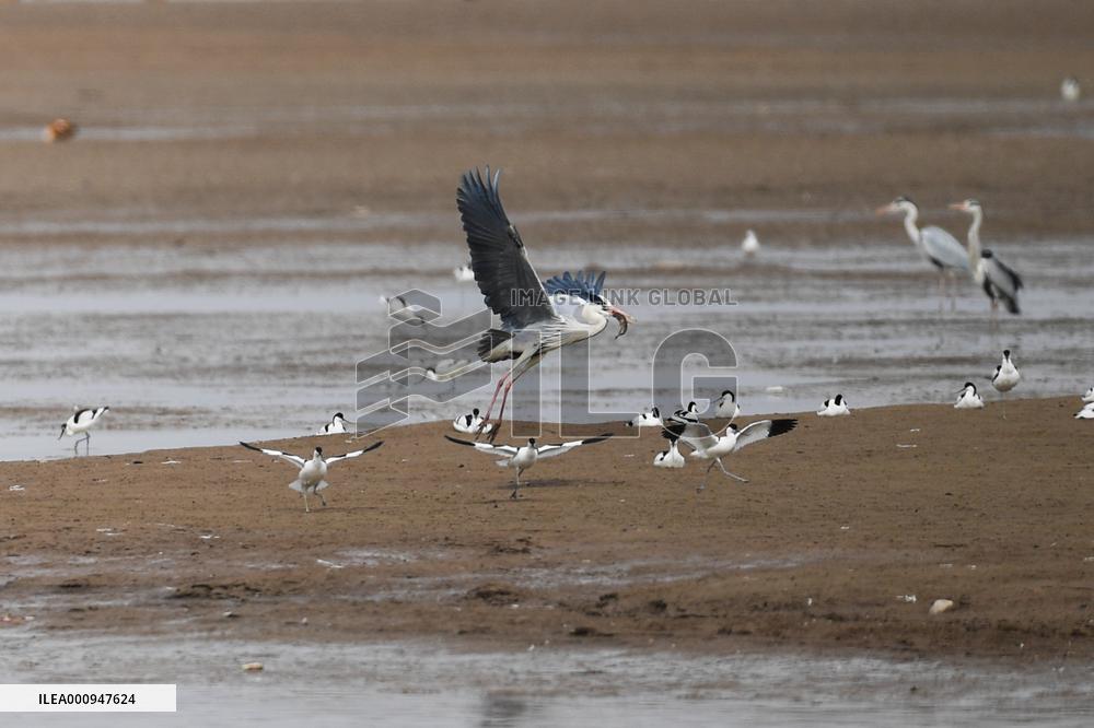 CHINA-INNER MONGOLIA-HOHHOT-MIGRANT BIRDS (CN)