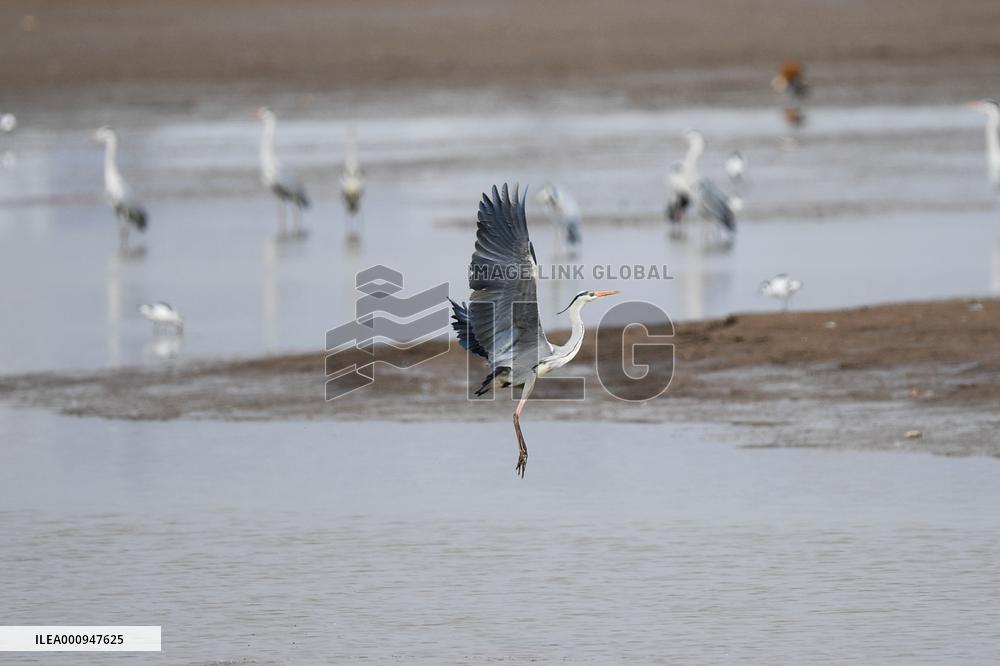 CHINA-INNER MONGOLIA-HOHHOT-MIGRANT BIRDS (CN)