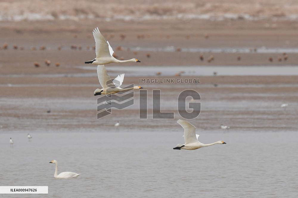 CHINA-INNER MONGOLIA-HOHHOT-MIGRANT BIRDS (CN)