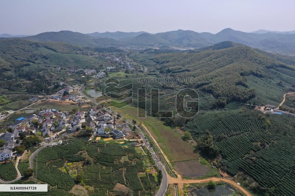 CHINA-JIANGSU-NANJING-TEA-HARVEST (CN)