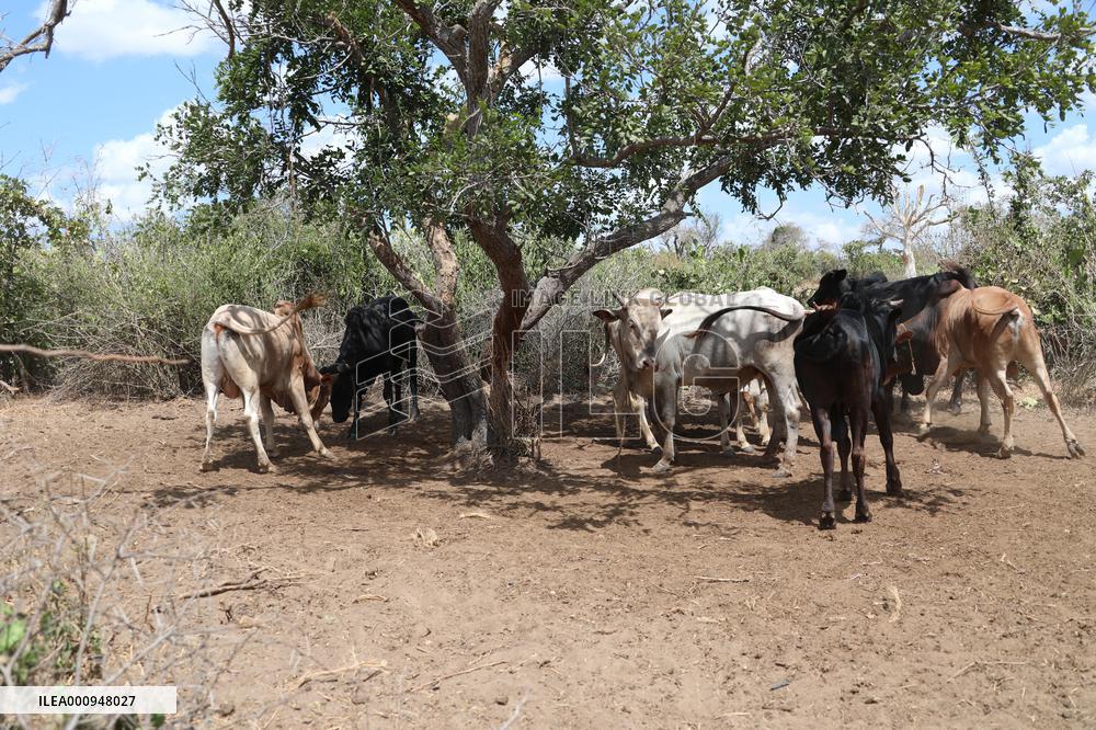 KENYA-KILIFI-DROUGHT