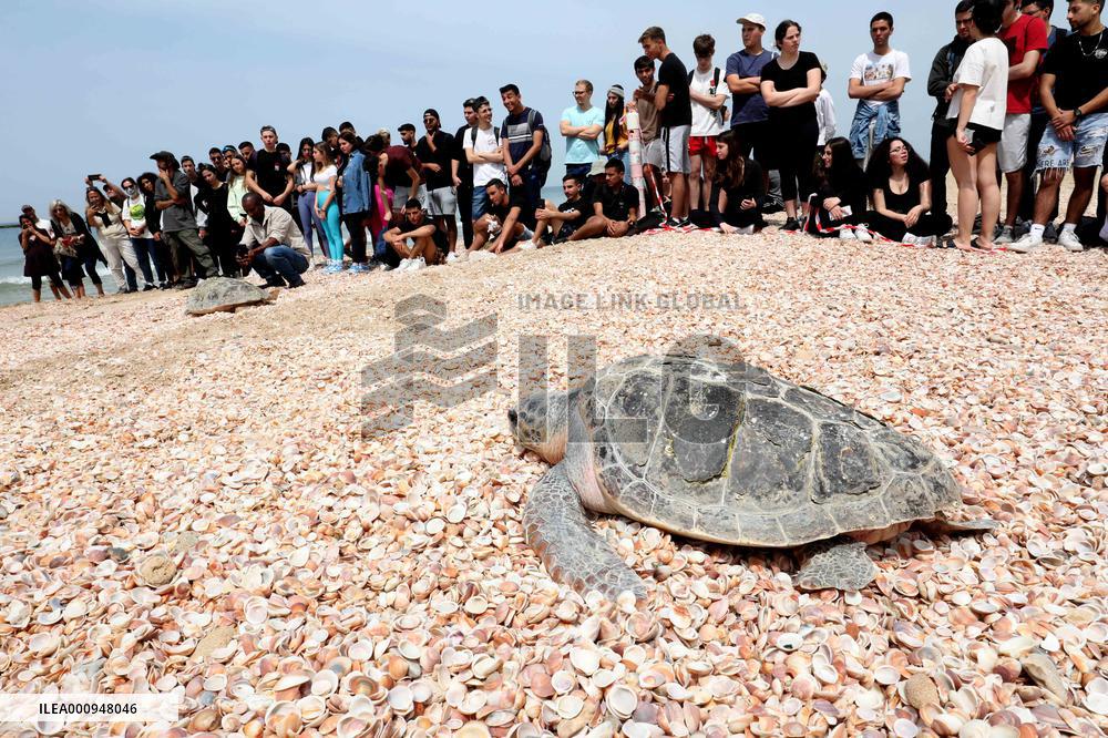 ISRAEL-RISHON LETZION-SEA TURTLES