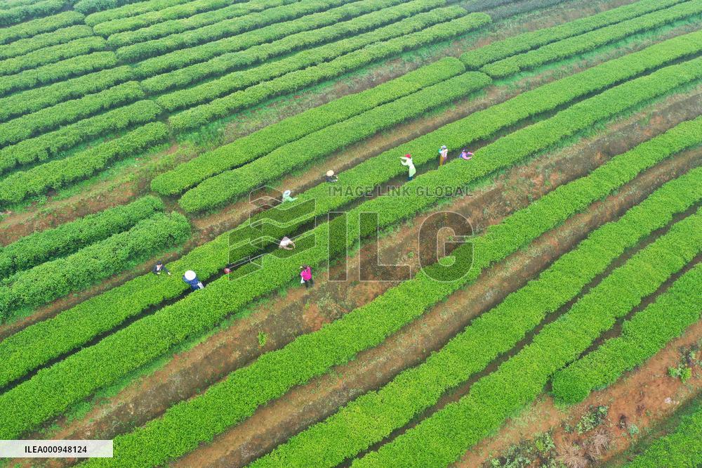 CHINA-GUANGXI-TEA HARVEST (CN)