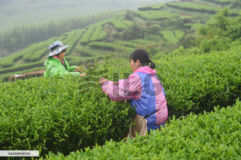 CHINA-GUANGXI-TEA HARVEST (CN)