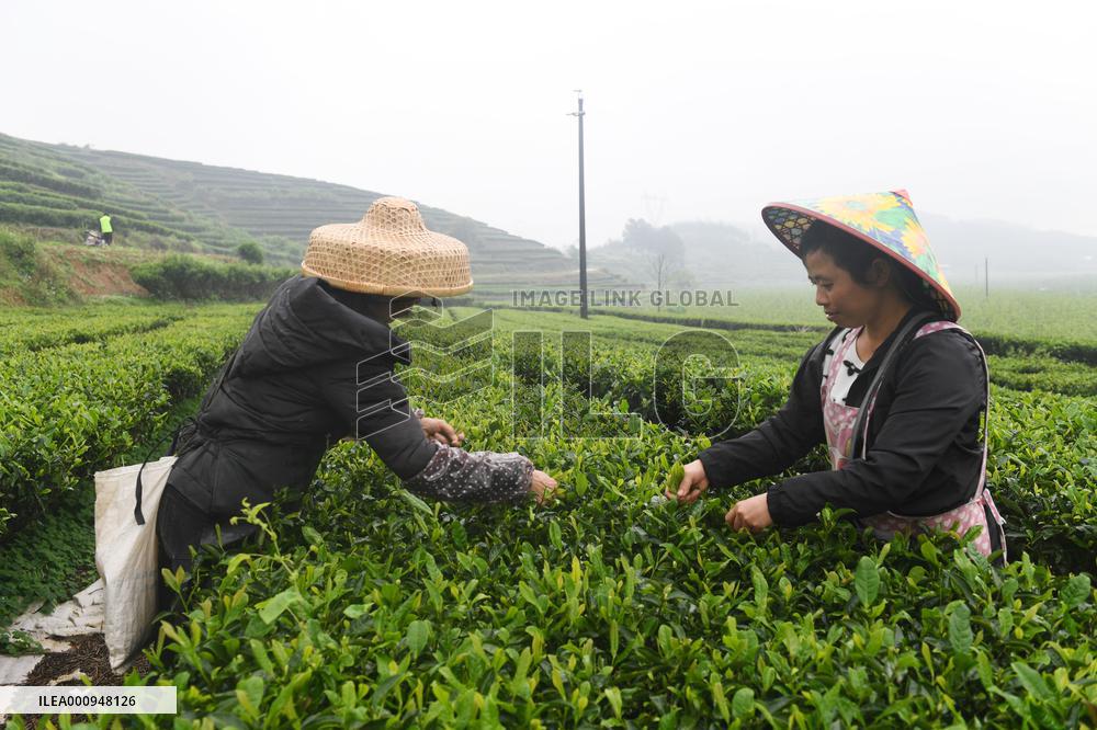 CHINA-GUANGXI-TEA HARVEST (CN)