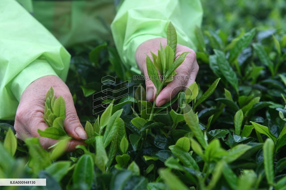 CHINA-GUANGXI-TEA HARVEST (CN)