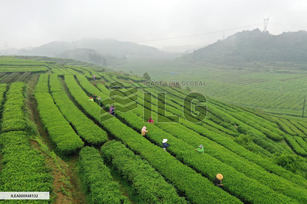 CHINA-GUANGXI-TEA HARVEST (CN)