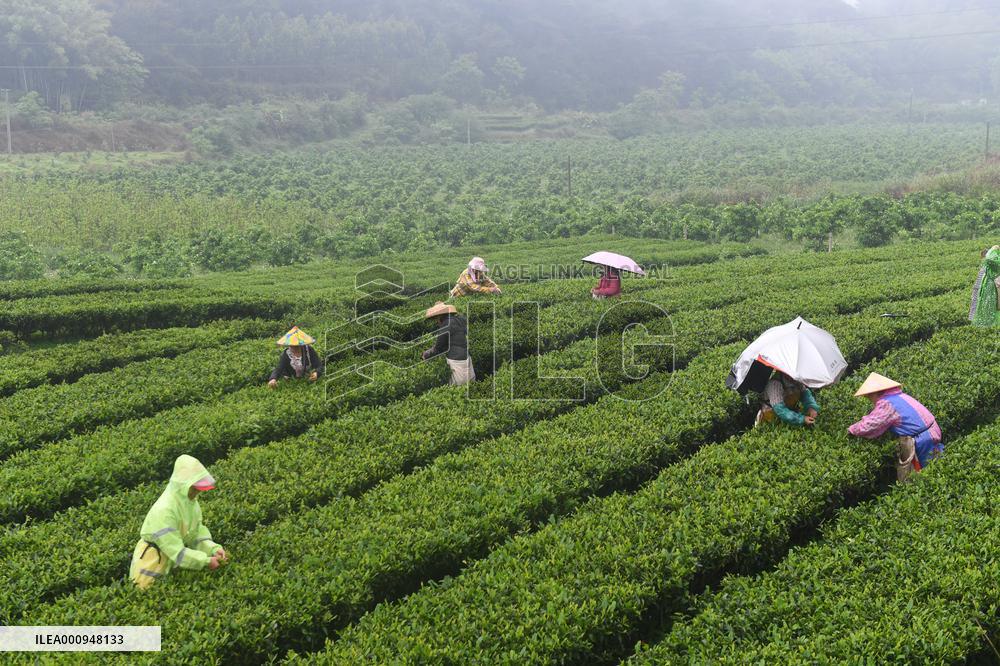 CHINA-GUANGXI-TEA HARVEST (CN)