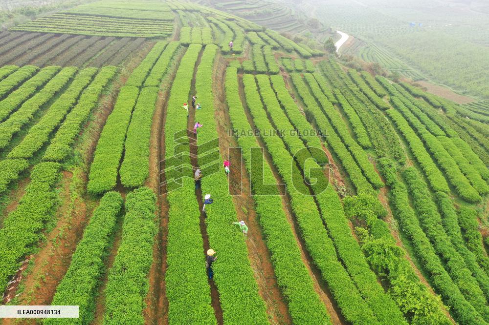 CHINA-GUANGXI-TEA HARVEST (CN)