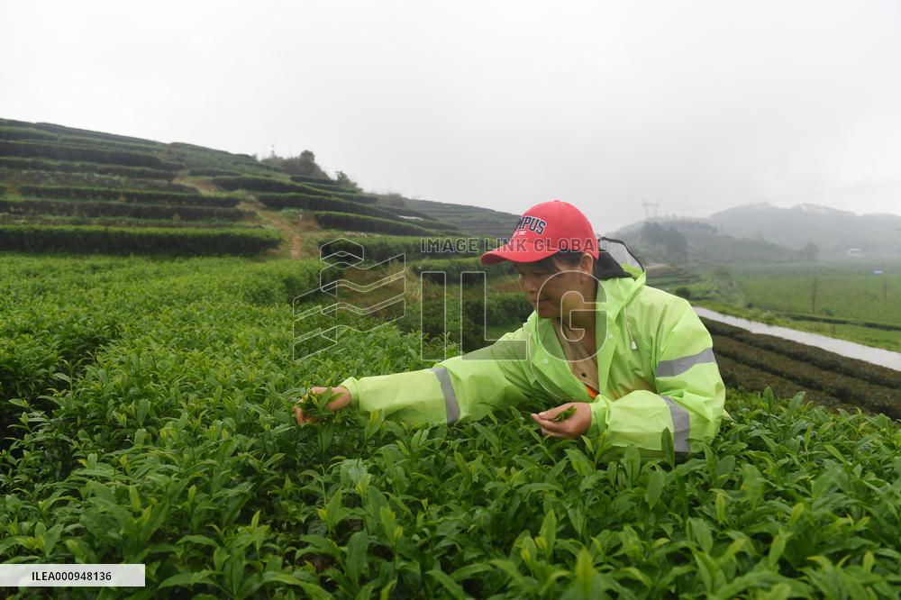 CHINA-GUANGXI-TEA HARVEST (CN)