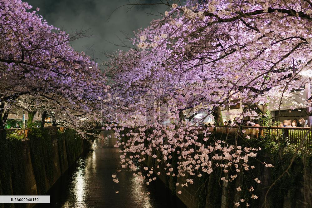JAPAN-TOKYO-CHERRY BLOSSOMS