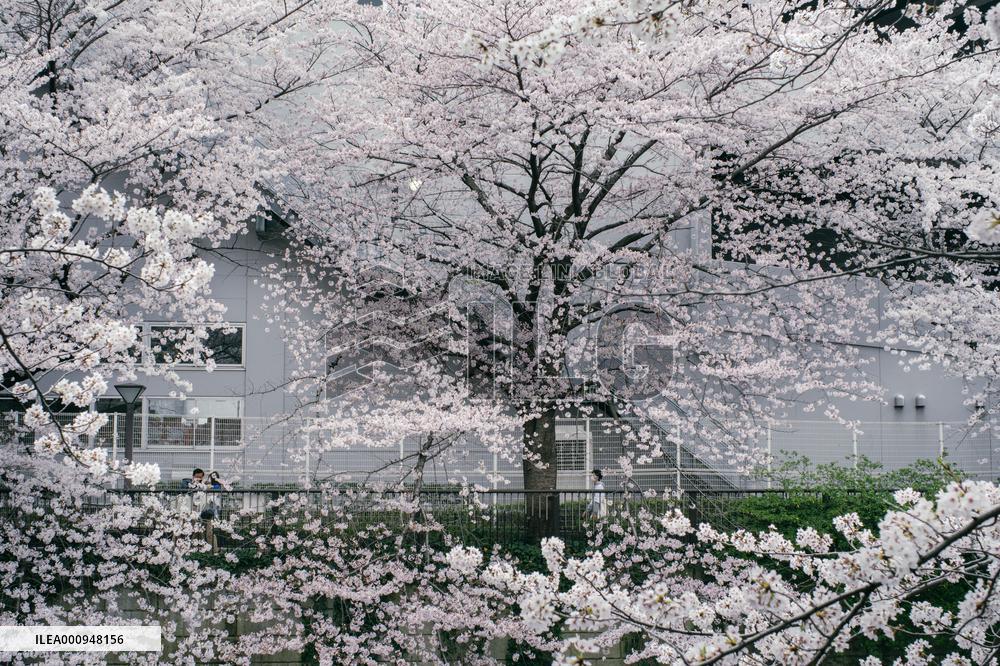 JAPAN-TOKYO-CHERRY BLOSSOMS