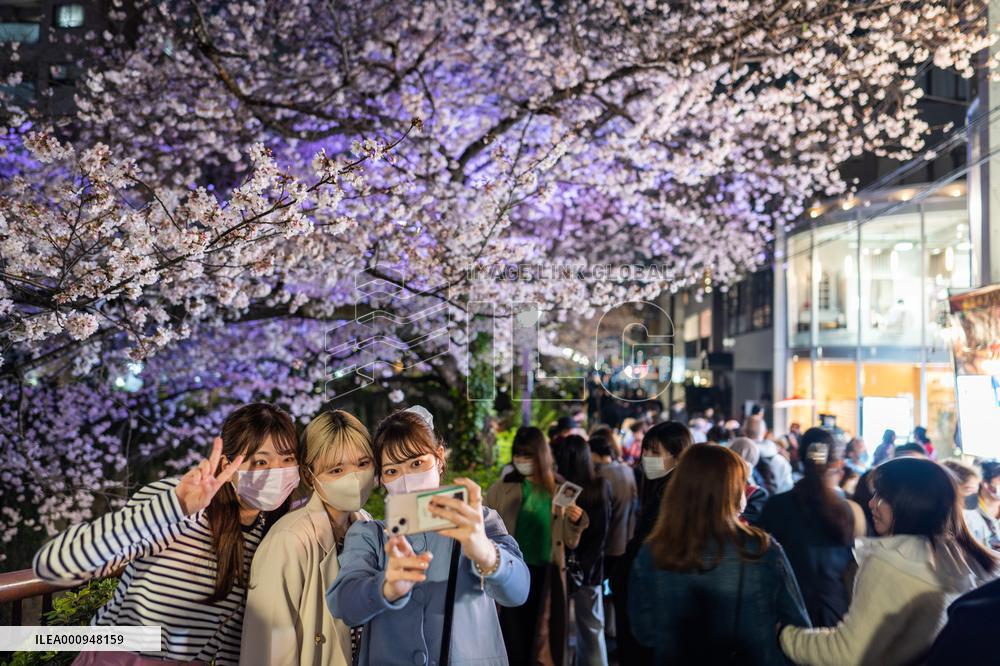 JAPAN-TOKYO-CHERRY BLOSSOMS
