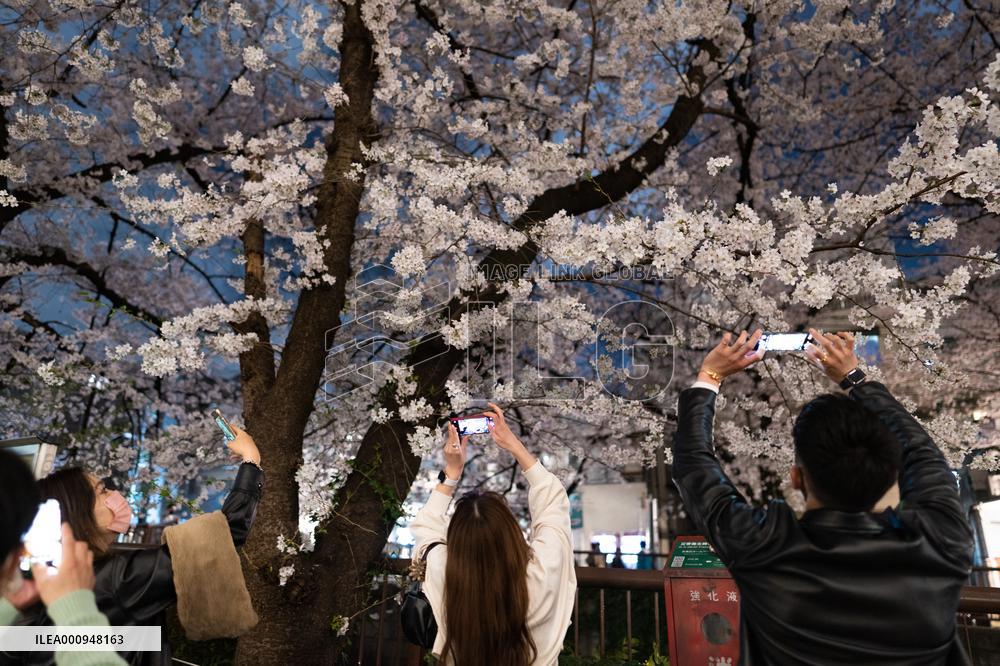 JAPAN-TOKYO-CHERRY BLOSSOMS