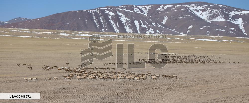 CHINA-TIBET-GERZE-TIBETAN ANTELOPES (CN)
