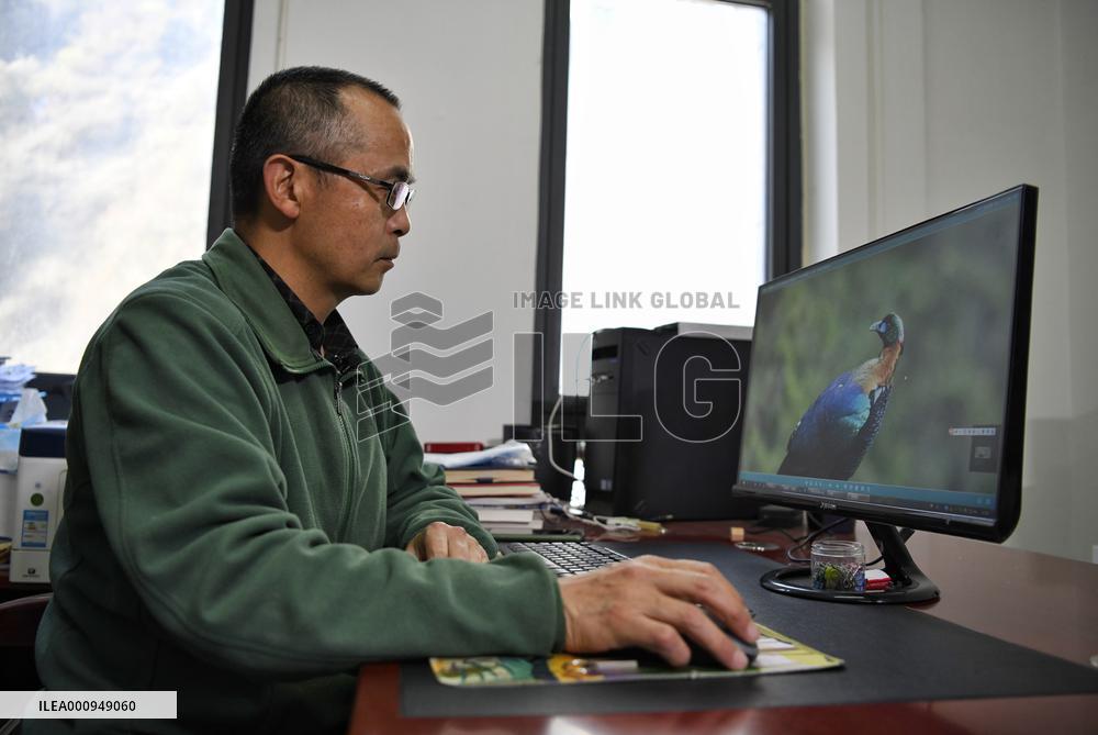 CHINA-SICHUAN-WOLONG NATIONAL NATURE RESERVE-BIRDS-GUARDIAN (CN)